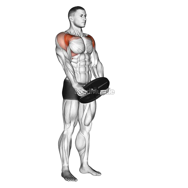 Weighted Front Raise demonstration