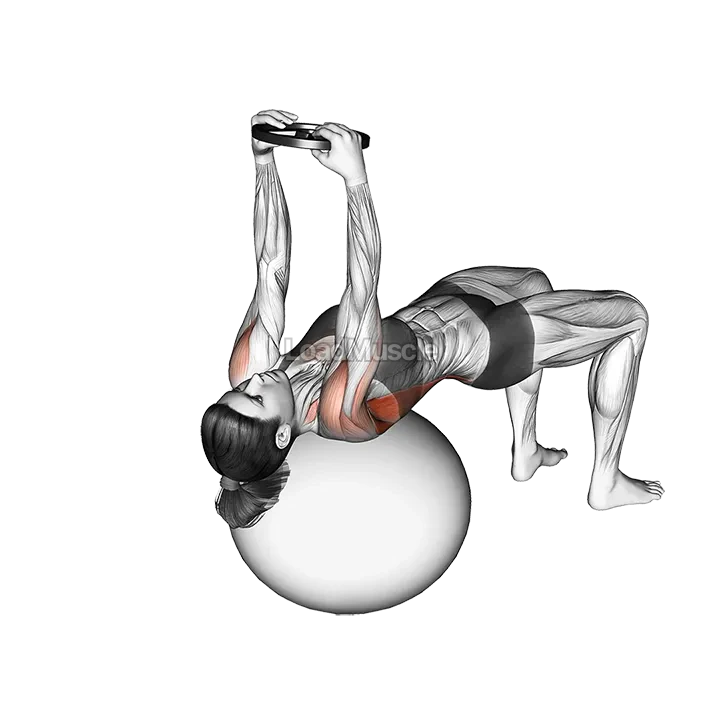 Weighted Pullover (on stability ball) demonstration