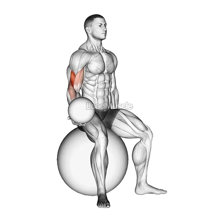 Weighted Seated Bicep Curl (on stability ball) demonstration