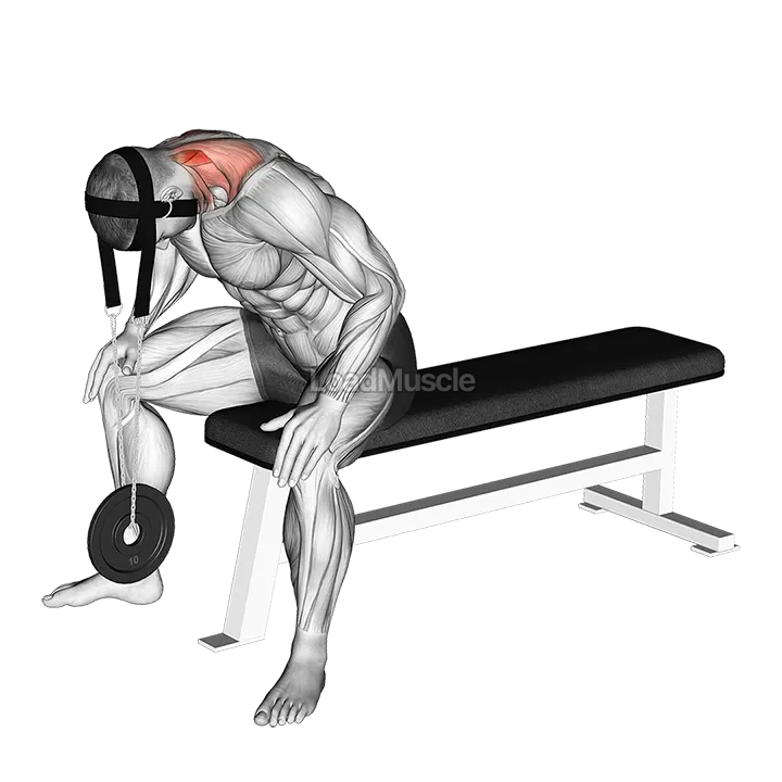 Weighted Seated Neck Extension (with head harness) demonstration