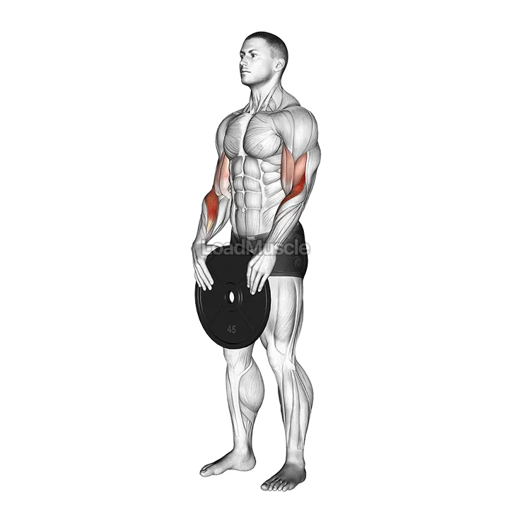 Weighted Standing Curl demonstration