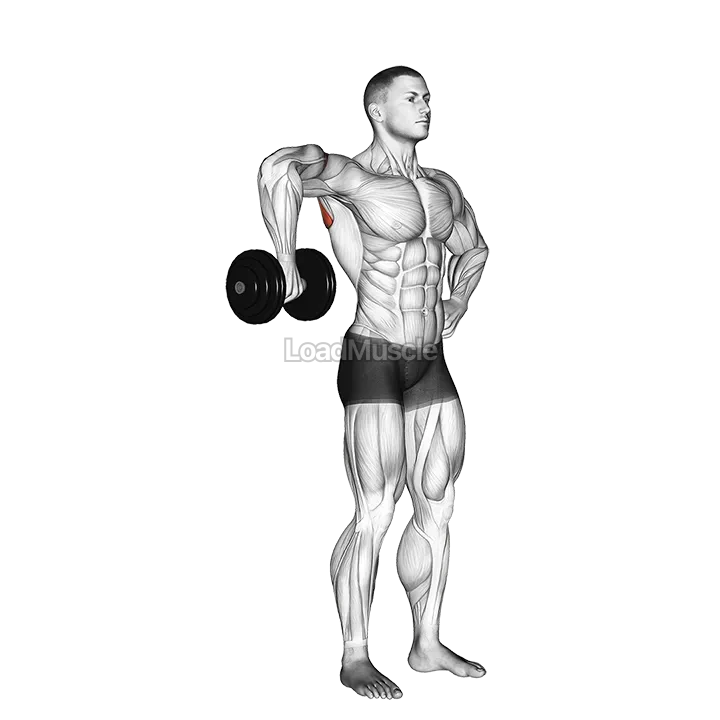 Dumbbell Upright Shoulder External Rotation demonstration