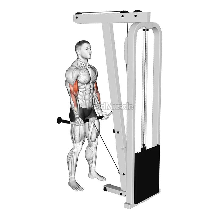 Cable Curl demonstration