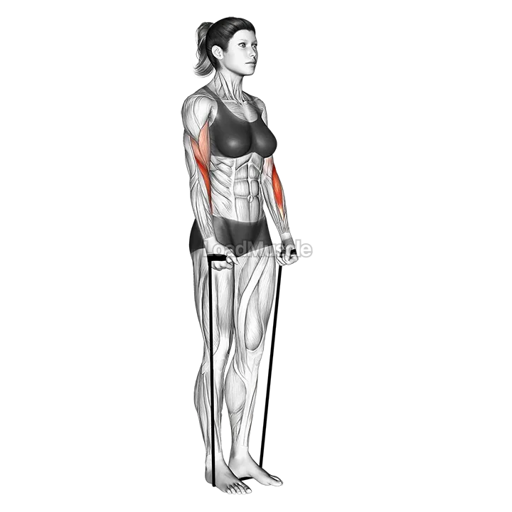 Band hammer curl demonstration