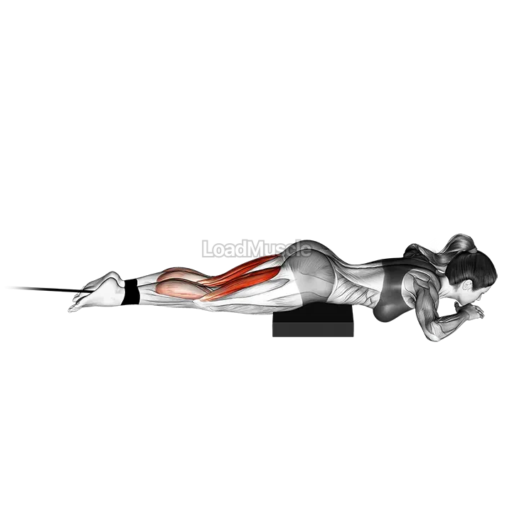 Band lying leg curl demonstration