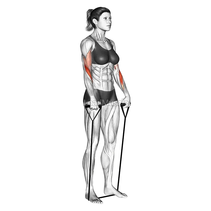 Band reverse curl demonstration