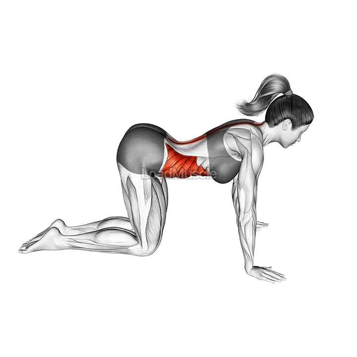 Cat pose demonstration