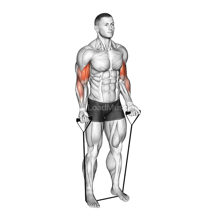 Band alternating biceps curl demonstration