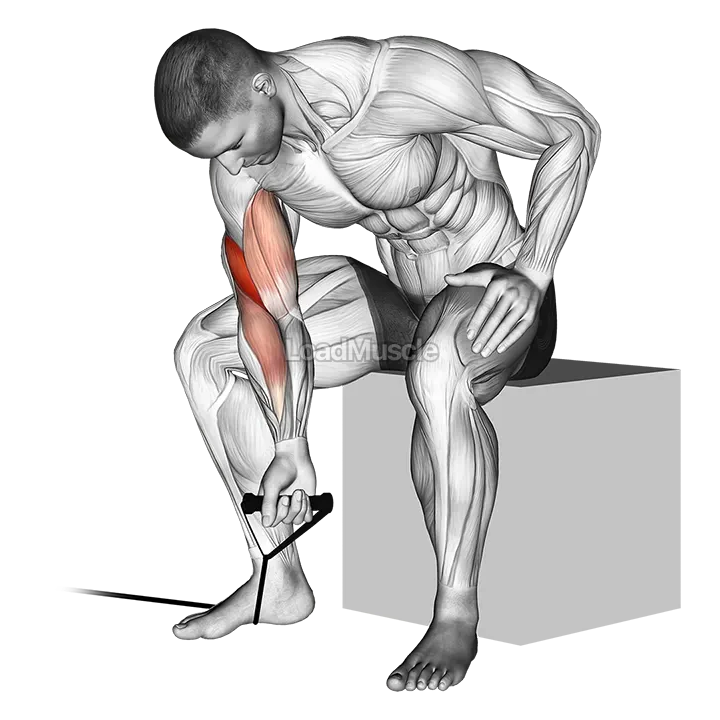 Band concentration curl demonstration