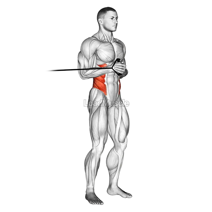 Band horizontal Pallof Press demonstration