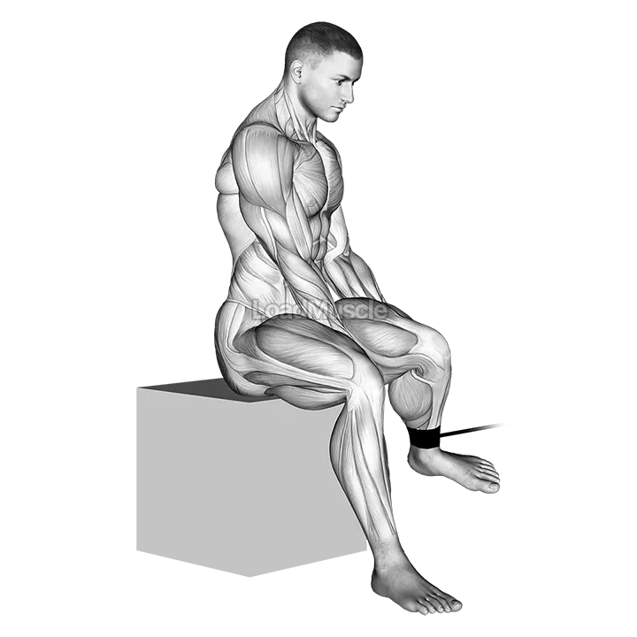 Band Seated Hip External Rotation demonstration