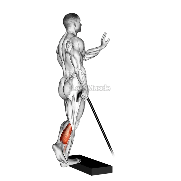 Band single leg calf raise demonstration