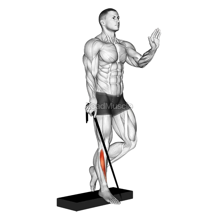 Band single leg reverse calf raise demonstration