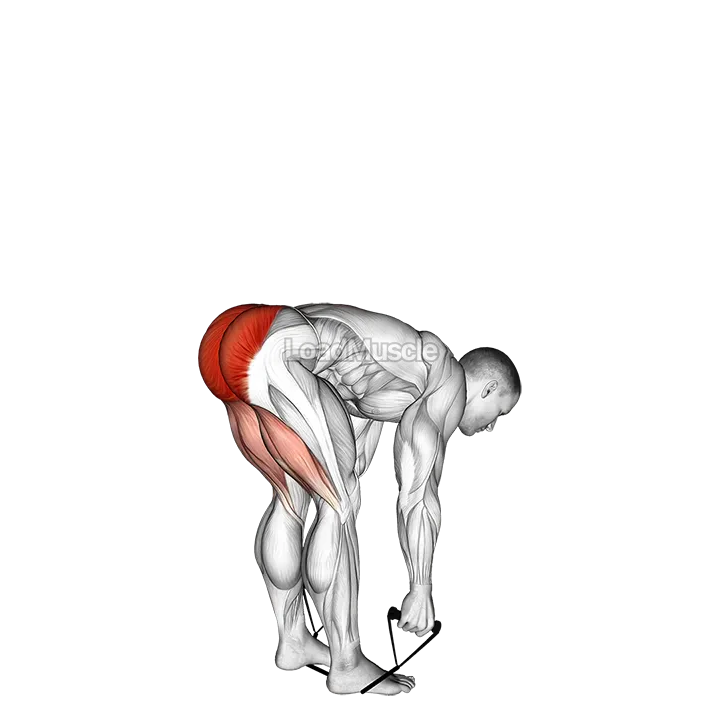 Band stiff leg deadlift demonstration