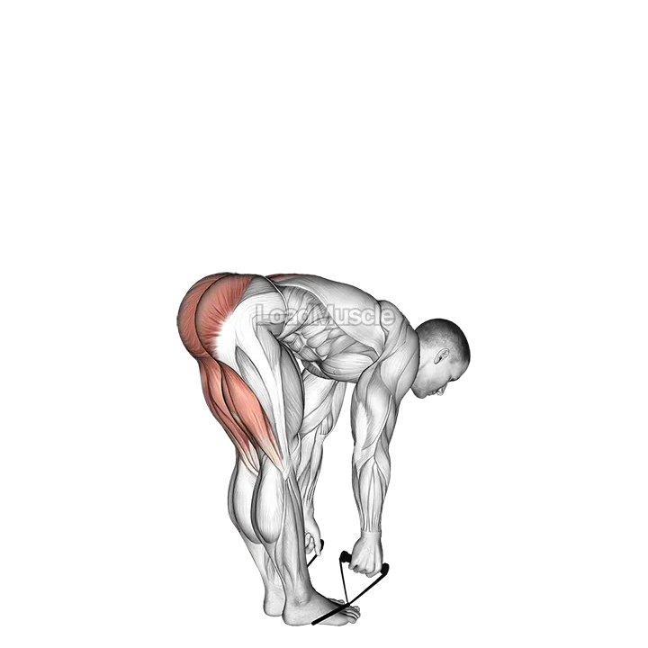 Band straight leg deadlift demonstration