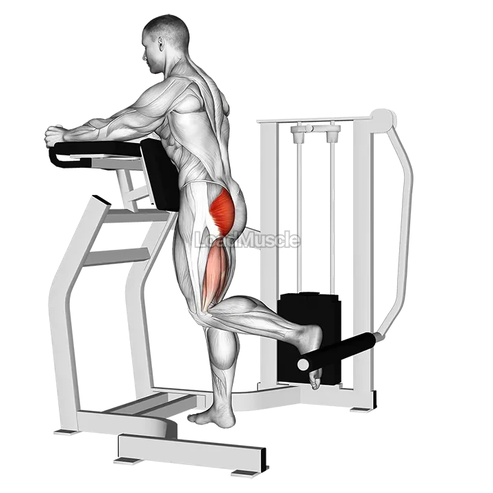 Lever Standing Hip Extension demonstration