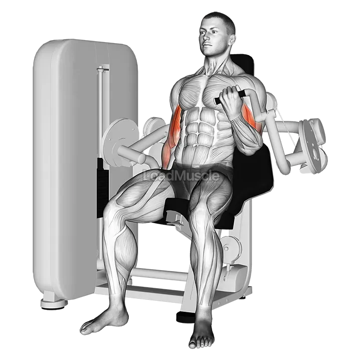 Lever Alternate Biceps Curl demonstration