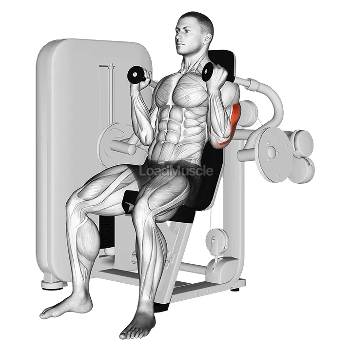 Lever Triceps Extension demonstration