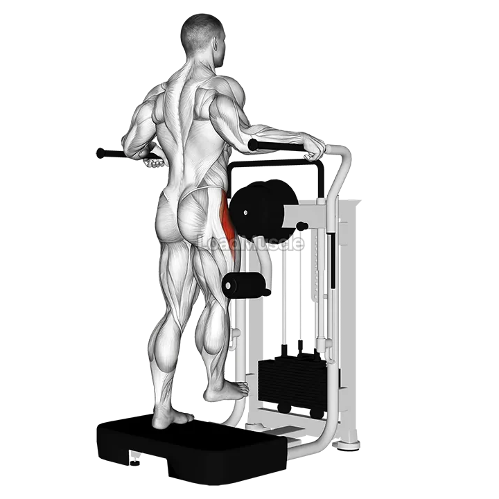 Lever Side Hip Abduction demonstration