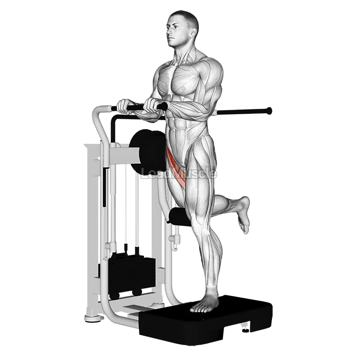 Lever Standing Leg Raise demonstration