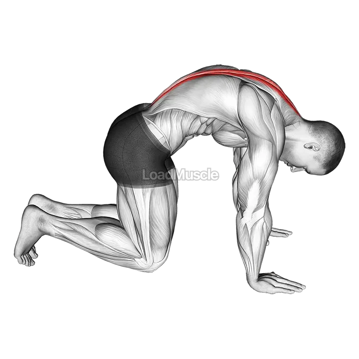 Cat Stretch demonstration