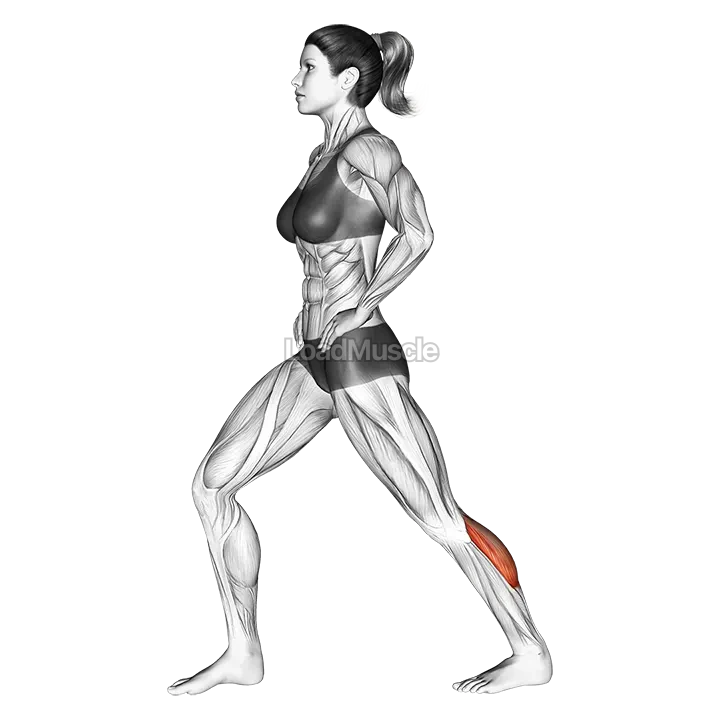 Lunging Straight Leg Calf Stretch demonstration