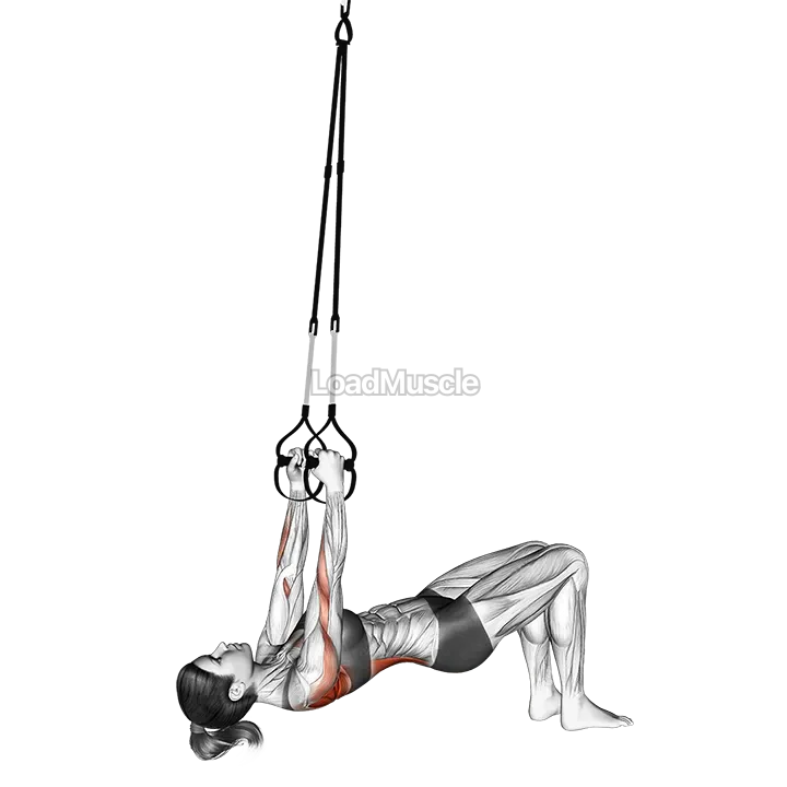 Suspender Bent knee Inverted Row demonstration