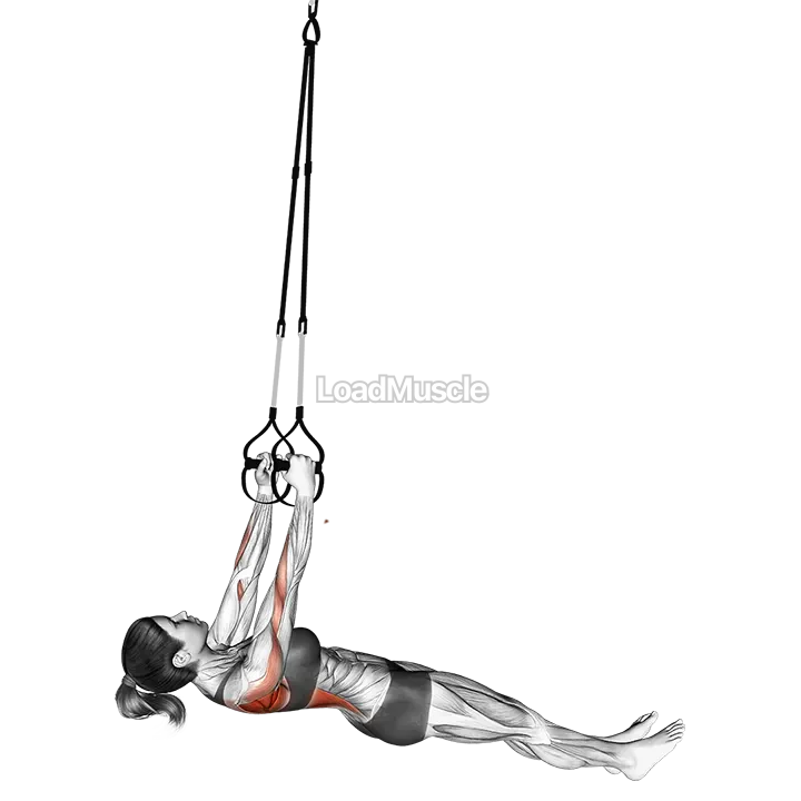 Suspender Inverted Row demonstration