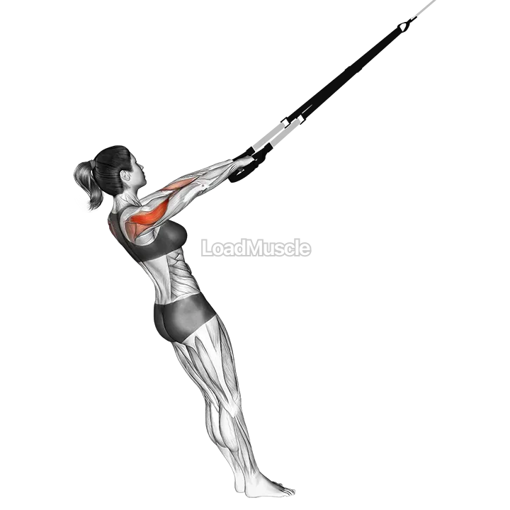 Suspender Rear Delt Row demonstration