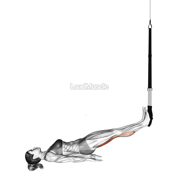 Suspender Straight Hip Leg Curl demonstration