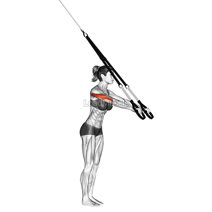 Suspender Triceps Extension demonstration