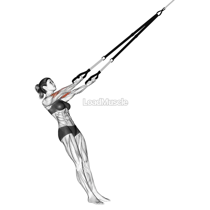 Suspender Arm Curl to Ears demonstration