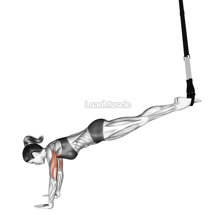 Suspender Incline Push up demonstration