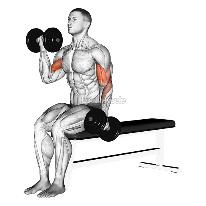 Dumbbell Alternate Biceps Curl demonstration
