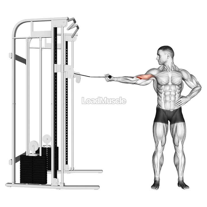 Cable one arm inner biceps curl demonstration