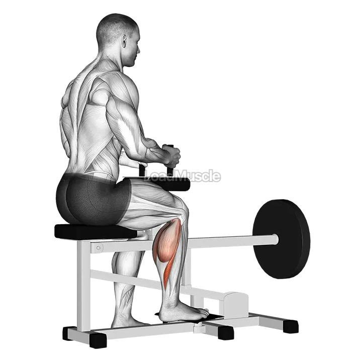 Lever seated one leg calf raise demonstration