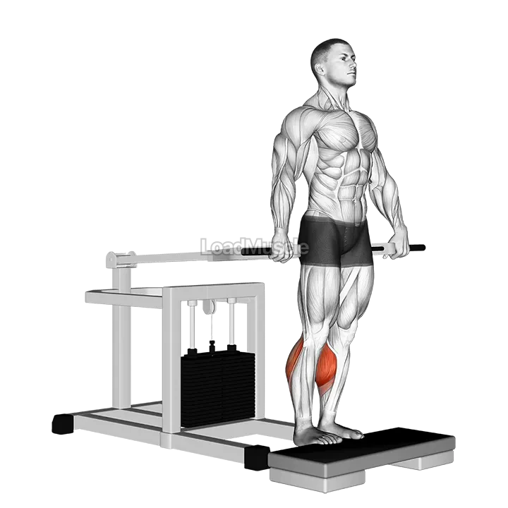 Lever Calf Raise (bench press machine) demonstration