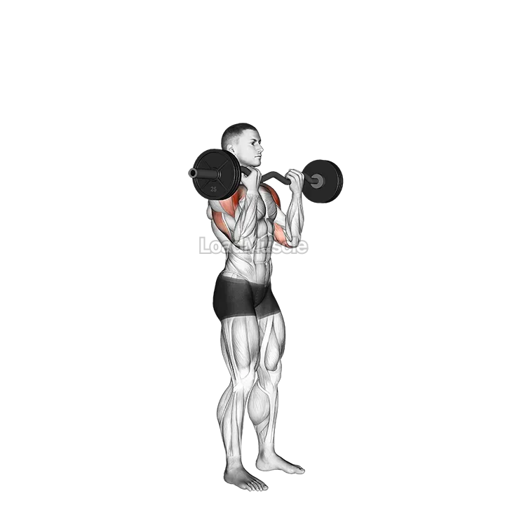 EZ Bar Standing Overhead Press demonstration