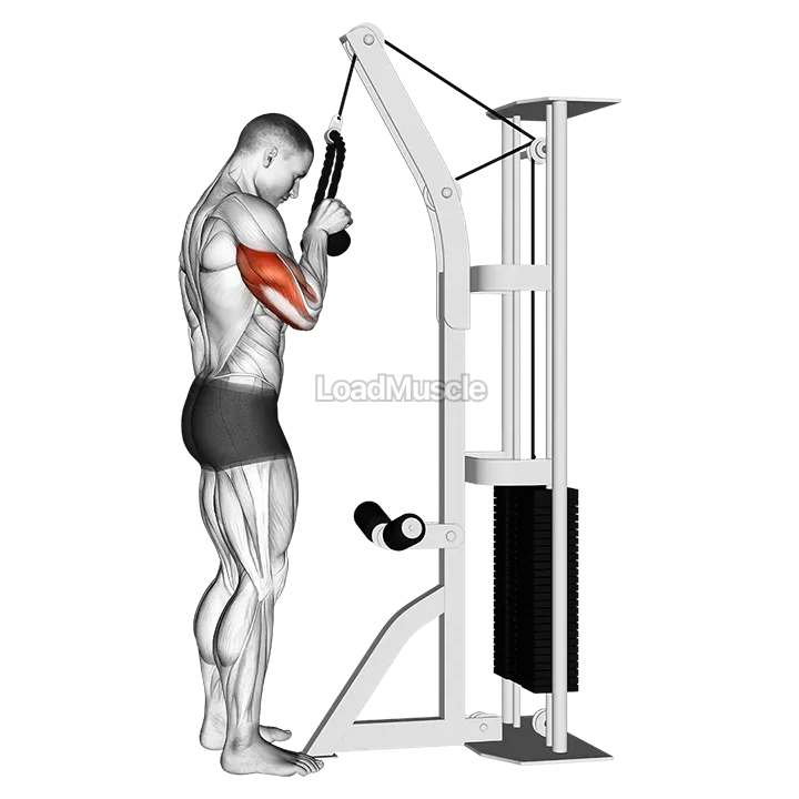Cable Standing One Arm Tricep Pushdown (Overhand Grip) demonstration