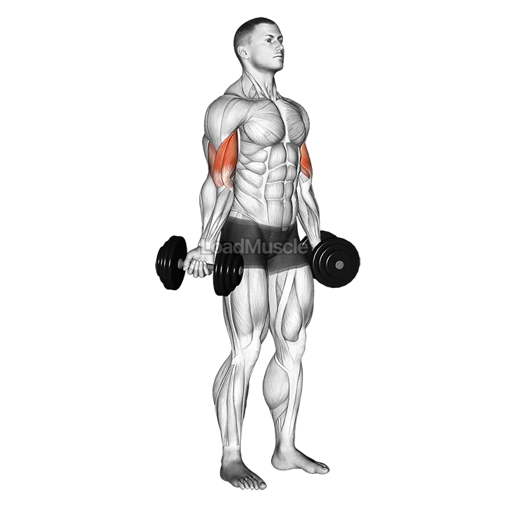 Dumbbell Standing Inner Biceps Curl demonstration