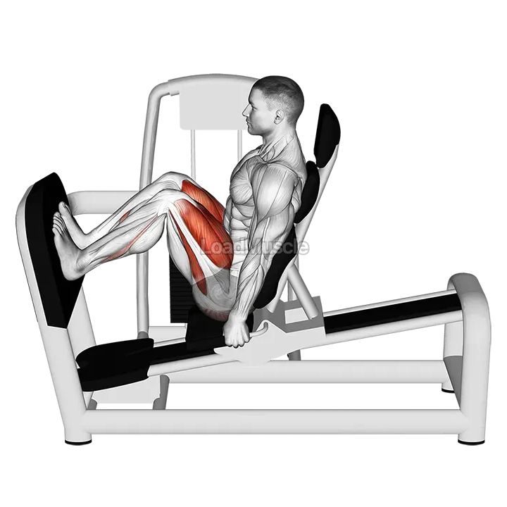 Lever Seated Squat demonstration