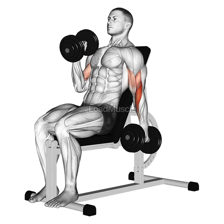 Dumbbell Incline Alternate Hammer Curl demonstration