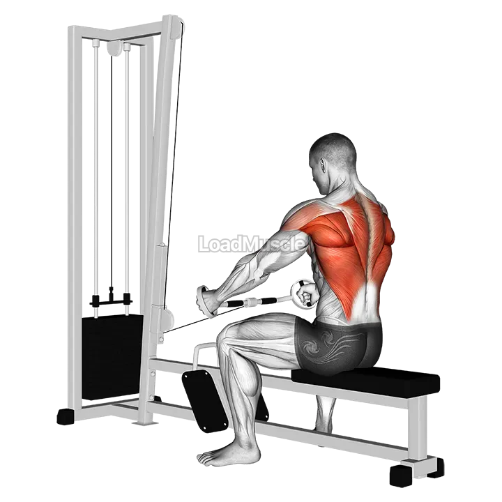 Cable Seated Row (Bent bar) demonstration
