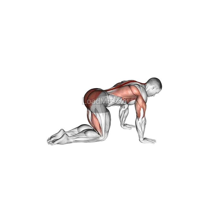 Bird Dog demonstration