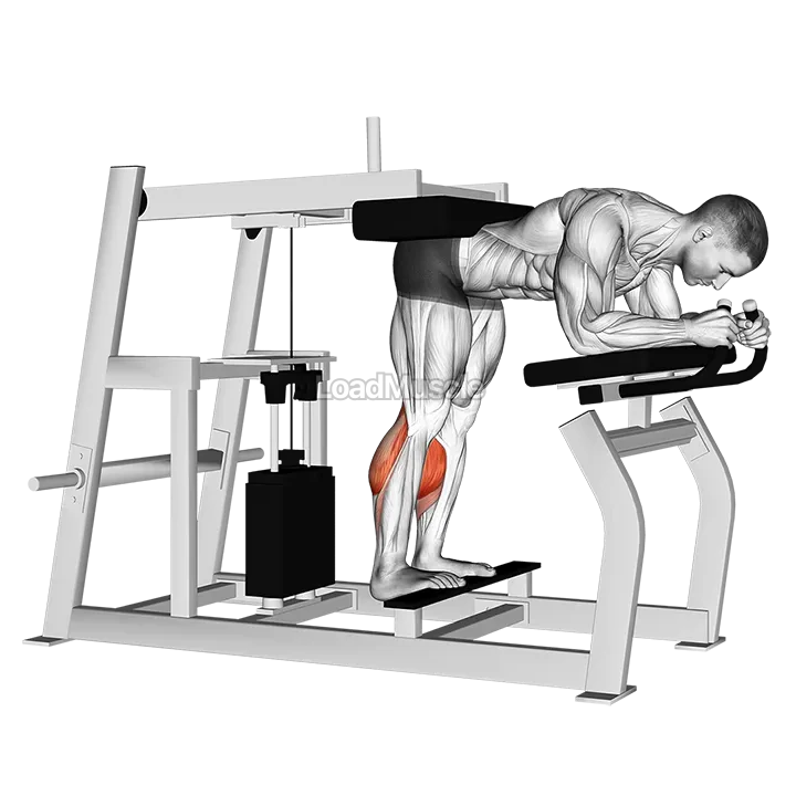 Lever Donkey Calf Raise demonstration