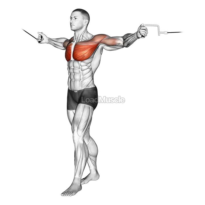 Cable Standing Up Straight Crossovers demonstration