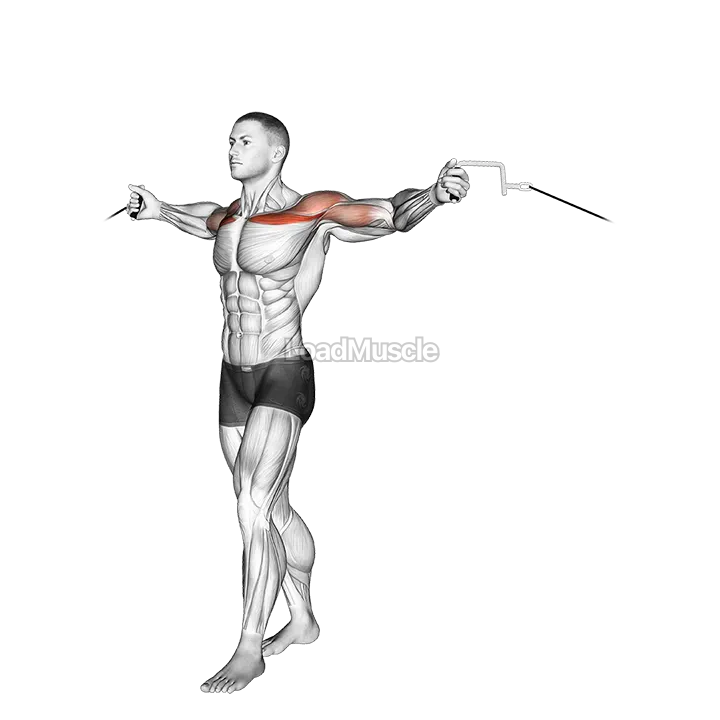 Cable Upper Chest Crossovers demonstration
