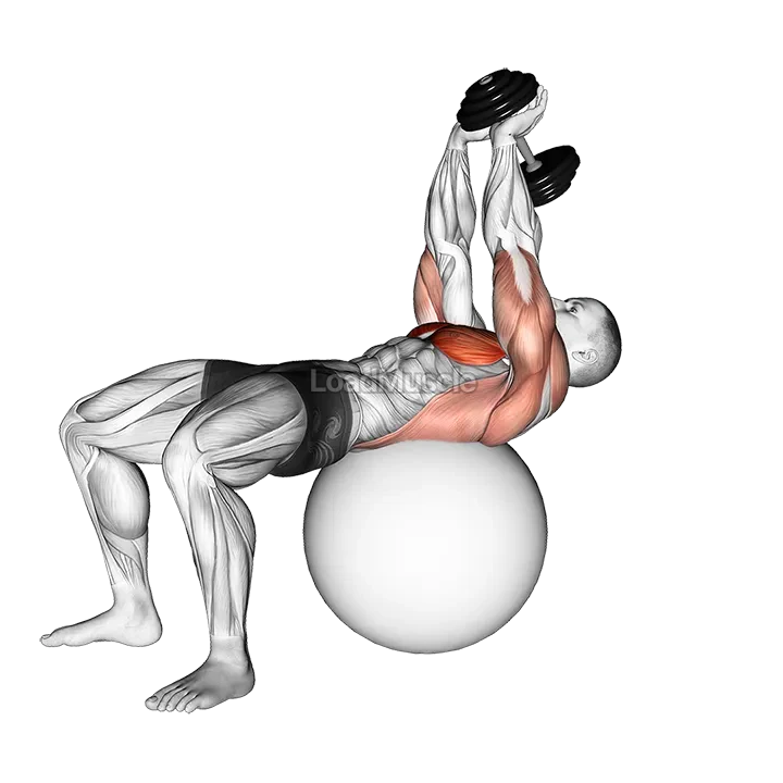 Dumbbell Lying Pullover on Exercise Ball demonstration