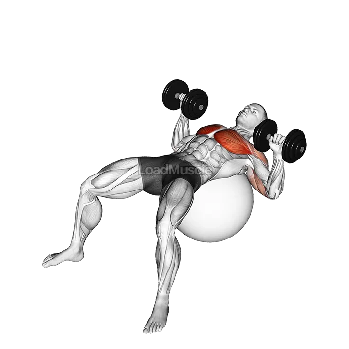 Dumbbell Press on Exercise Ball demonstration