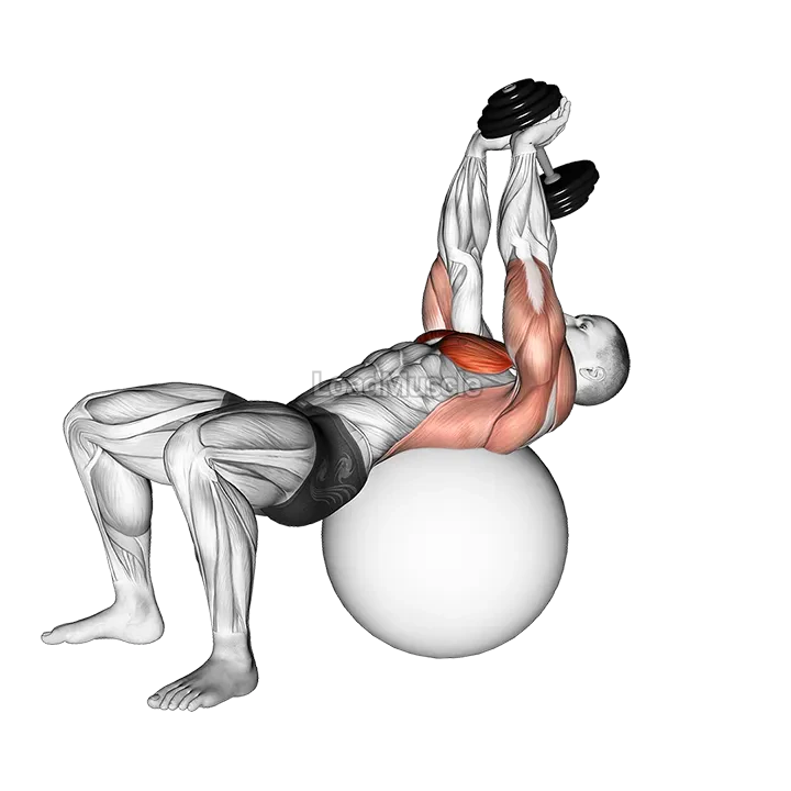 Dumbbell Pullover on Exercise Ball demonstration